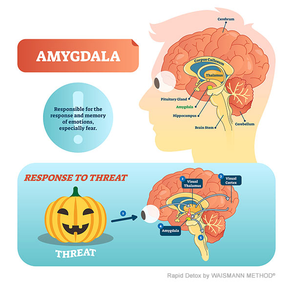 The Effects of Trauma on the Brain: Amygdala