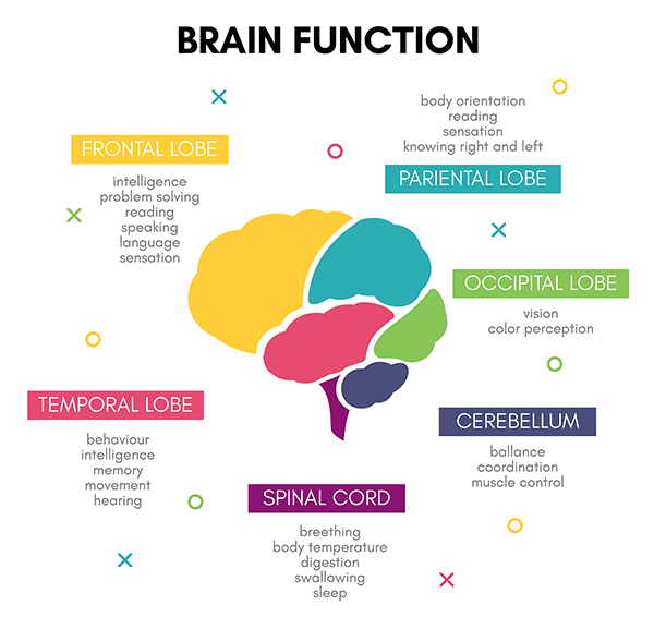 Chart of Human Brain Function