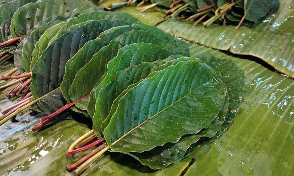Kratom Addiction, Withdrawal and Detox Treatment