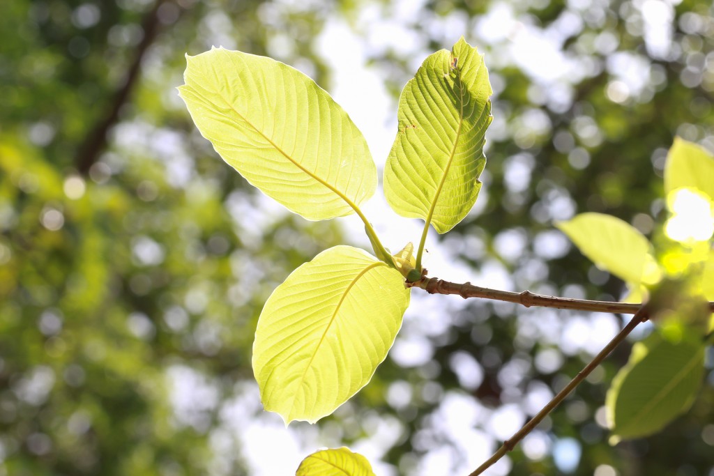 Is Kratom an Opioid?